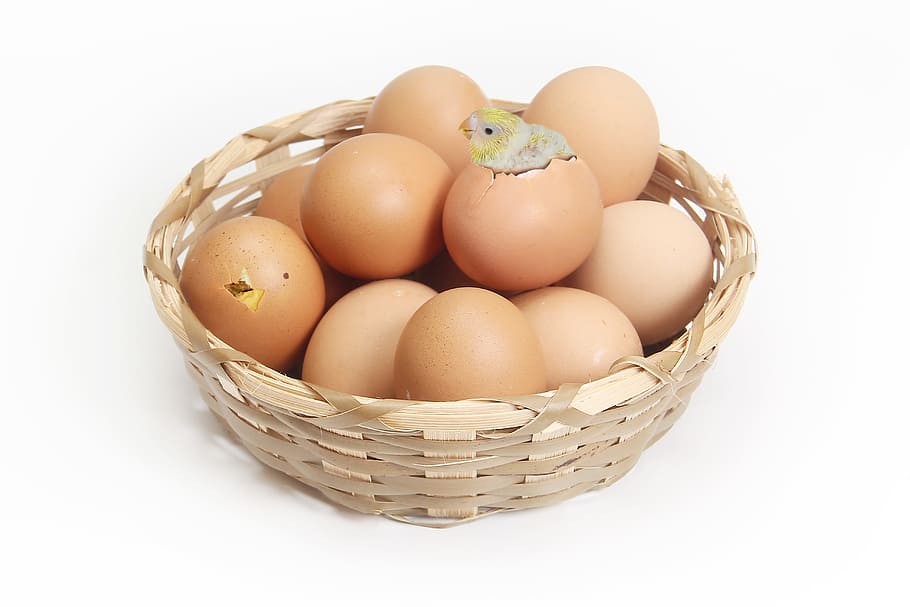 basket of chicken eggs, brown, chicks, hatch, lamp, warm, small HD wallpaper