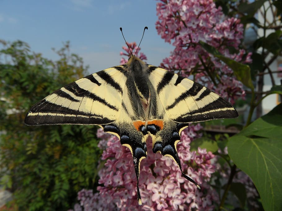 butterfly, garden, close up, flower, flowering plant, beauty in nature HD wallpaper