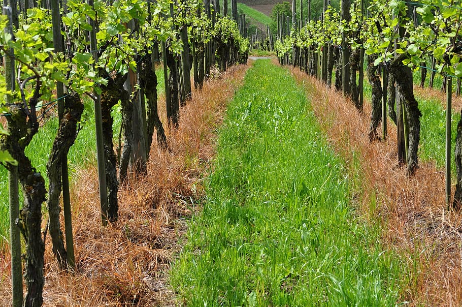 vineyard, vines, winegrowing, green, grapes, nature, landscape HD wallpaper