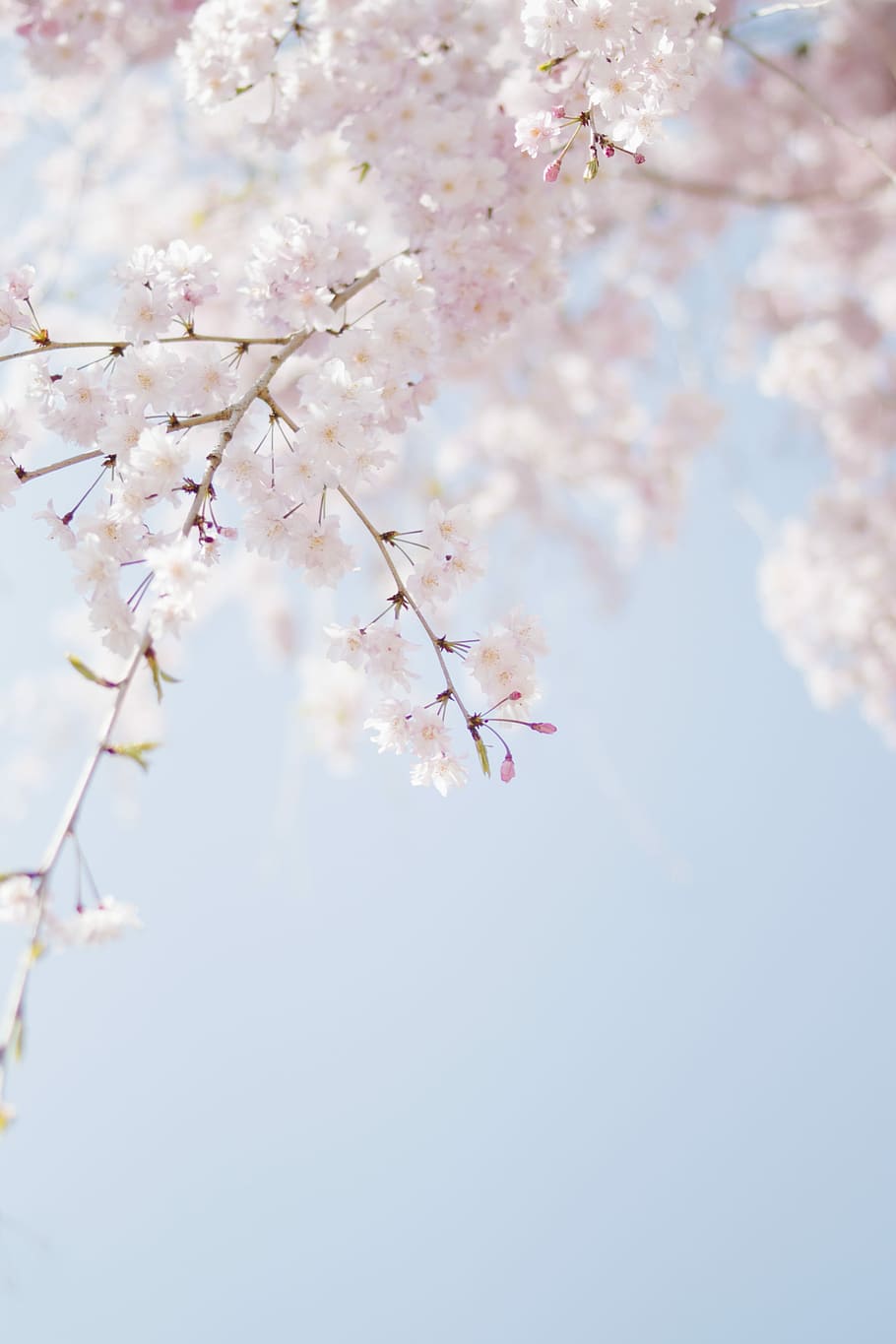 selective focus photography of pink petaled flower, shallow focus photography of white flowers HD wallpaper