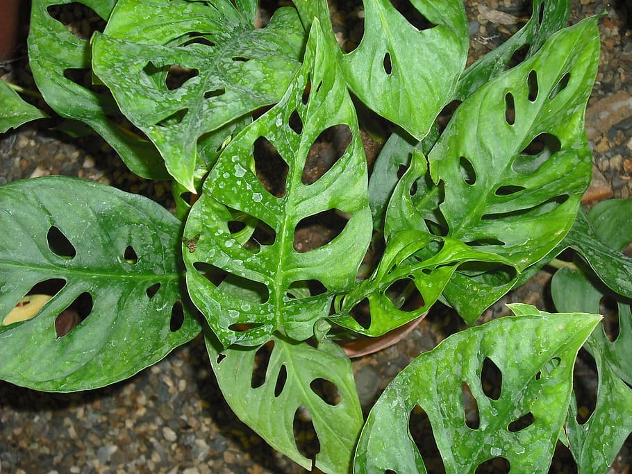 leaves, gaps, garden, green color, leaf, plant part, growth HD wallpaper