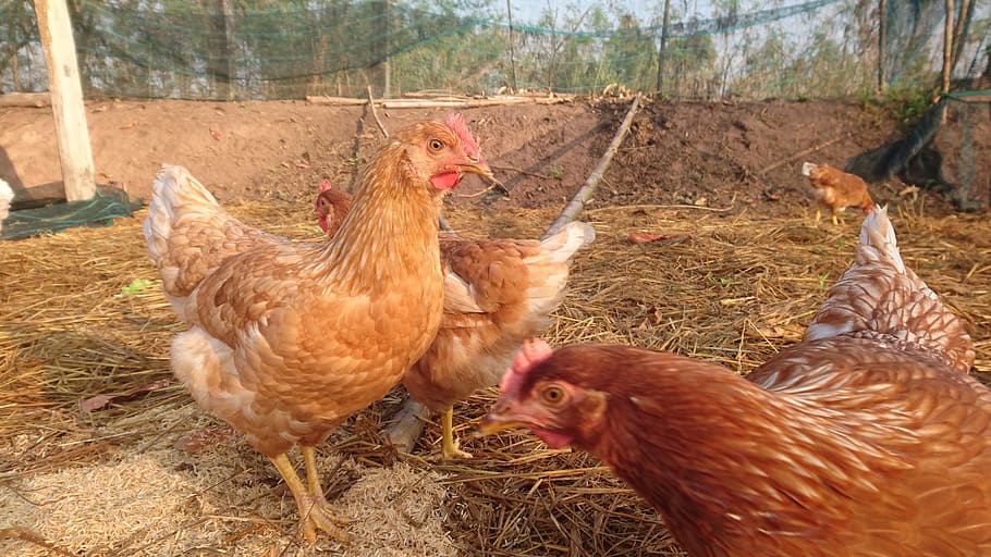 Chicken, Hen, Farm, agriculture, chicken - Bird, rural Scene HD wallpaper