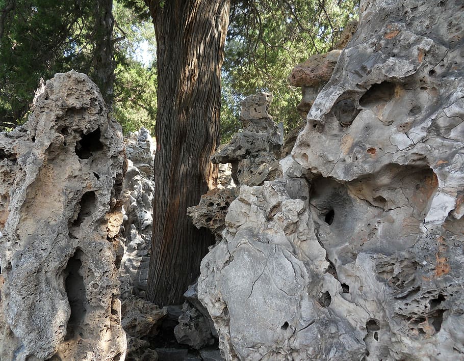 Tree, Stone, Rock, Nature, rock - object, rock formation, no people HD wallpaper