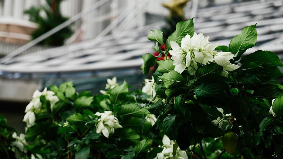 white flowers in bokeh photography, white petaled flowers blooming at daytime HD wallpaper