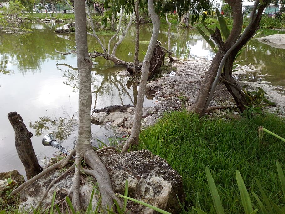 crocodile, predator, animals, young crocodile, cancun, university of the caribbean HD wallpaper