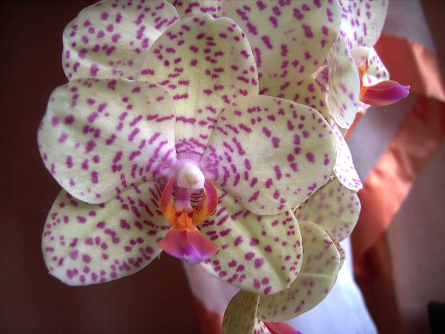 orchid, blossom, bloom, close, beauty in nature, close-up, plant HD wallpaper