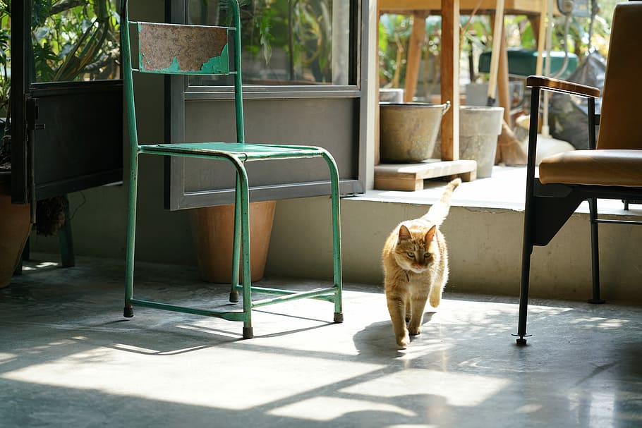 Little hostess, orange tabby cat near green metal chair, interior