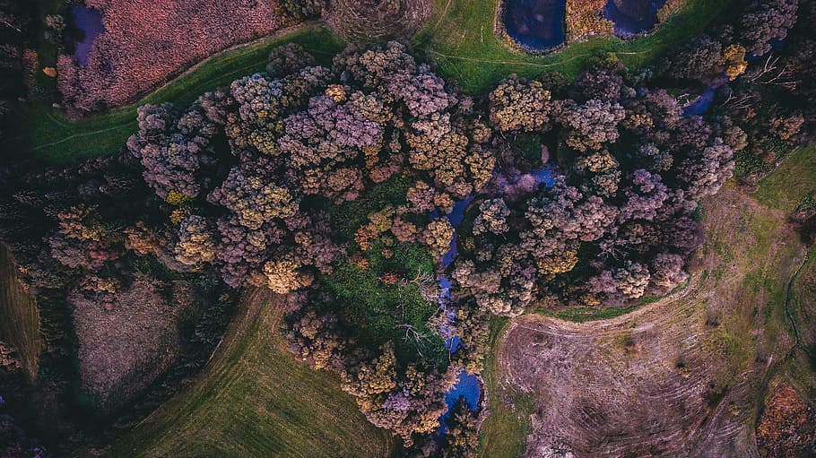 top-view photo of trees, bird's eye view photography of tall trees and mountain HD wallpaper