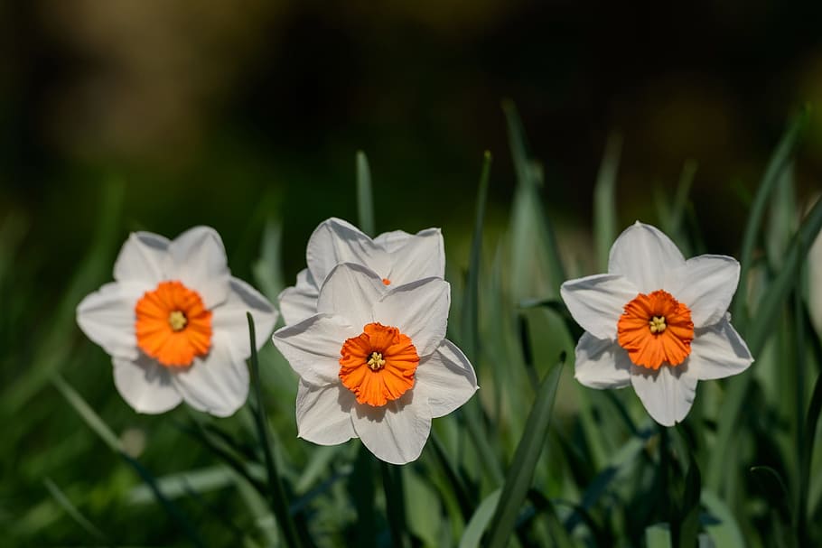 Daffodils, Narcissus, Spring, flower, flowers, focus on foreground HD wallpaper