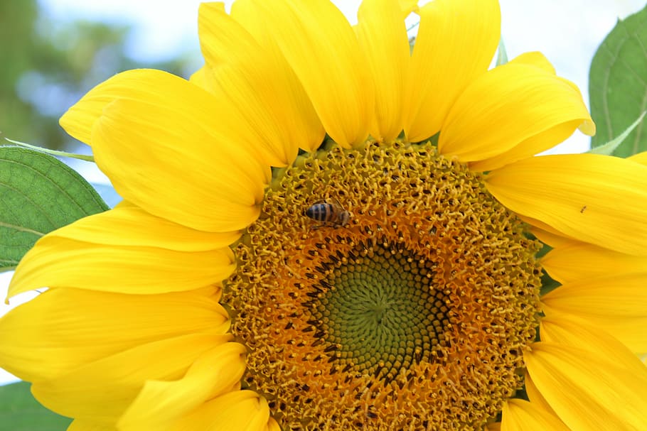 sunflower, bee, babu, flowering plant, flower head, yellow HD wallpaper