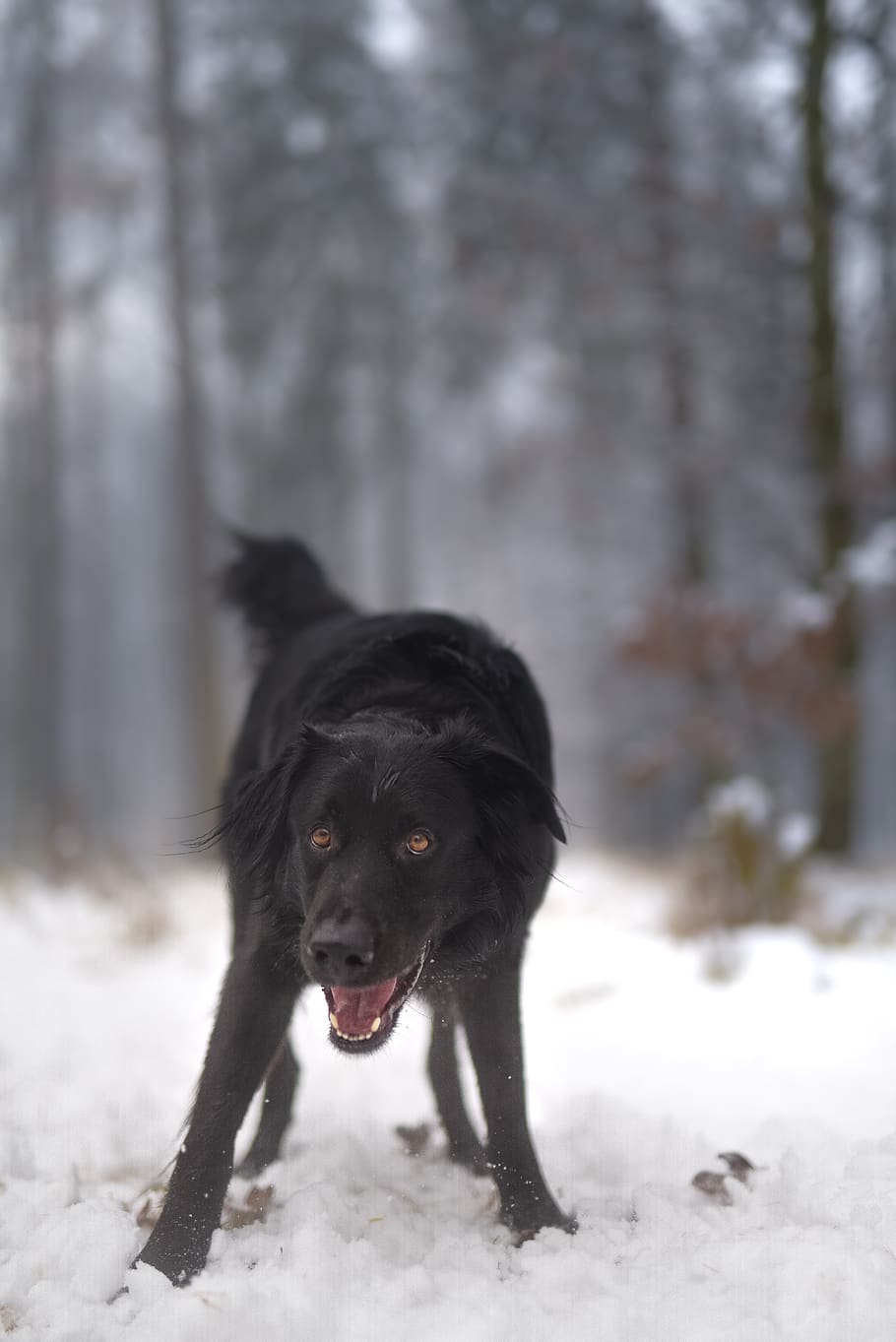dog, winter, snow, animals, cold, nice, fur, figure, mammal HD wallpaper