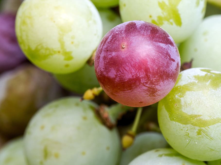 grapes, fruit, red, winegrowing, immature, food, food and drink HD wallpaper