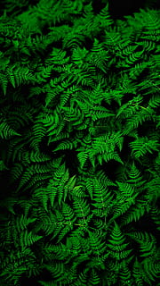 green, leaf, nature, green color, backgrounds, full frame, fern HD wallpaper