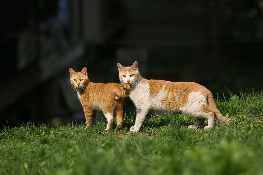 cat, animal, spring, couples, gaze, animal themes, grass, mammal HD wallpaper