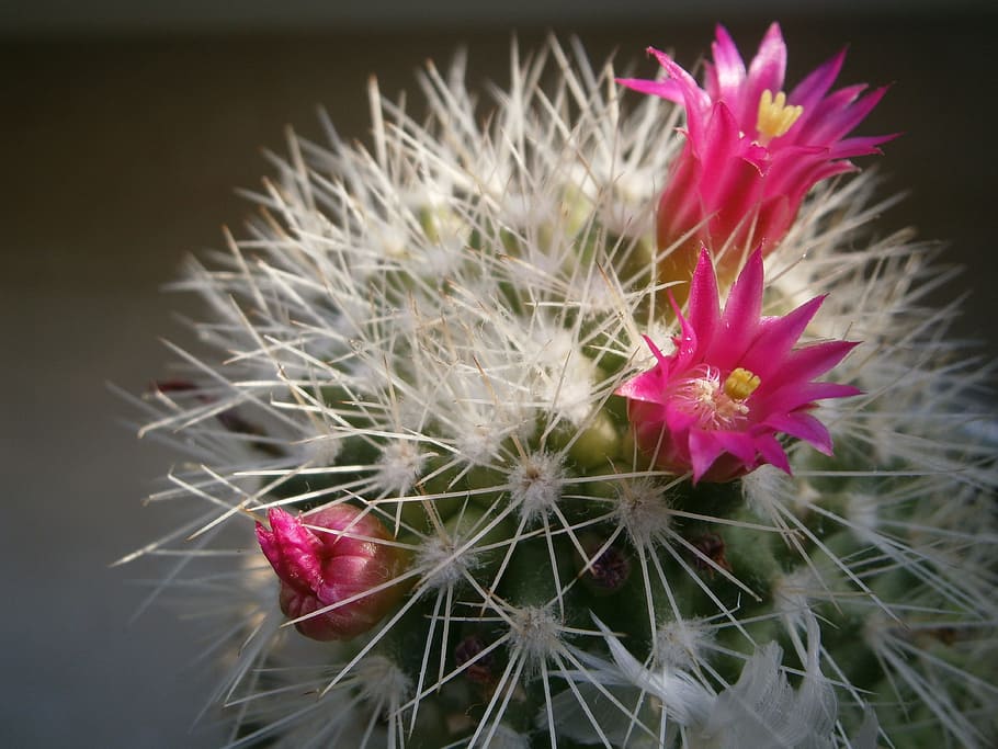 Cactus, Blossom, Close, Macro, cactus blossom, thorns, flower HD wallpaper