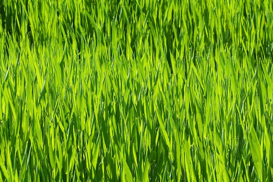 Grass, Prairie, Meadow, chuck meadows, agriculture, grass landscape, HD wallpaper