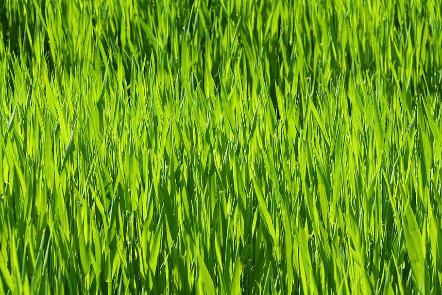 Grass, Prairie, Meadow, chuck meadows, agriculture, grass landscape HD wallpaper