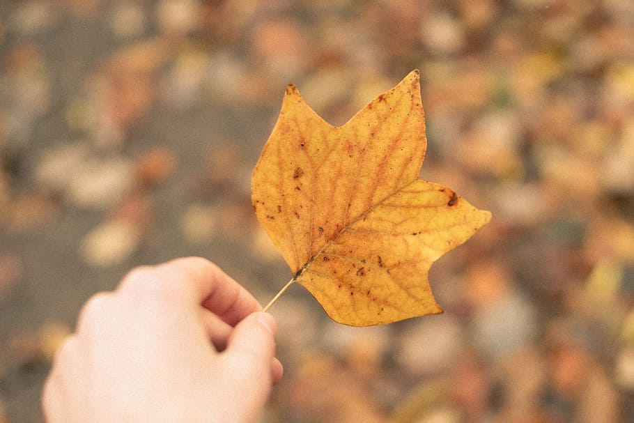Tulip tree leaf, nature, autumn, yellow, season, outdoors, october HD wallpaper