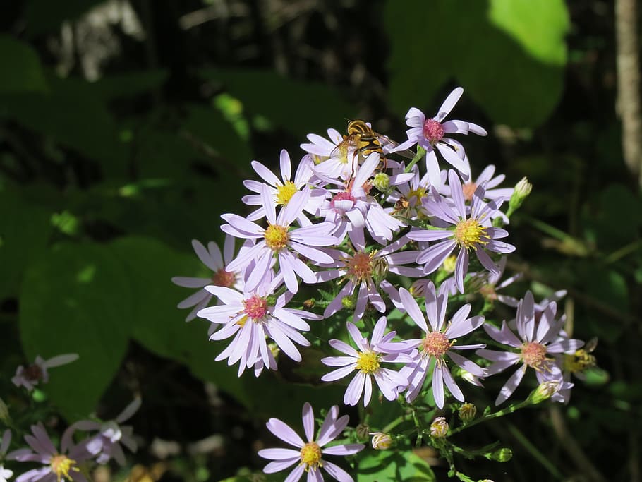 asters, bee, blossom, flowers, plant, pollen, nectar, autumn HD wallpaper