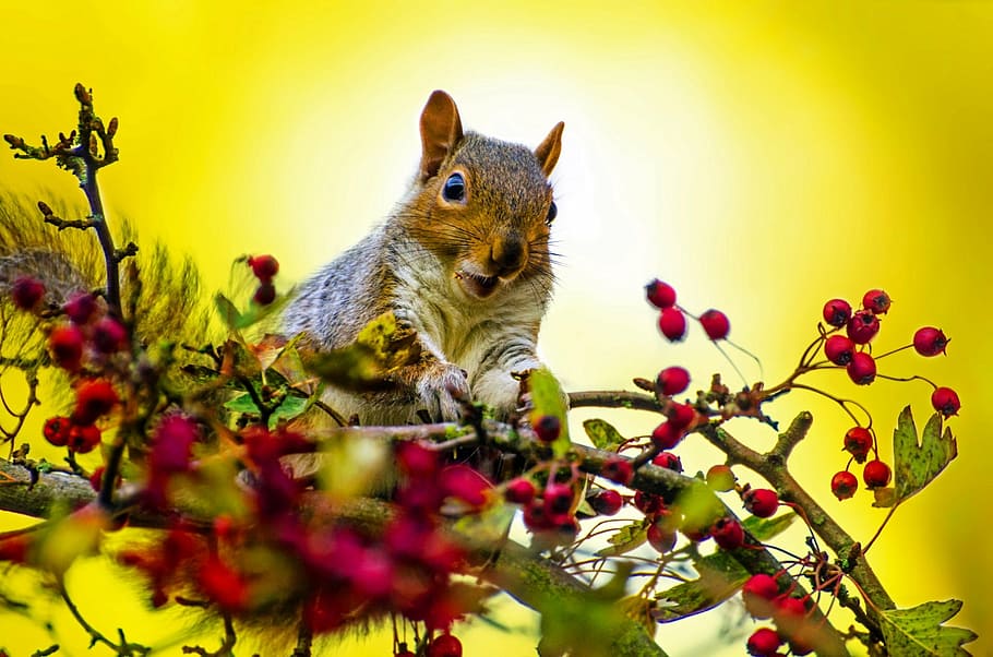selective focus photo of grey and brown squirrel on red berries HD wallpaper