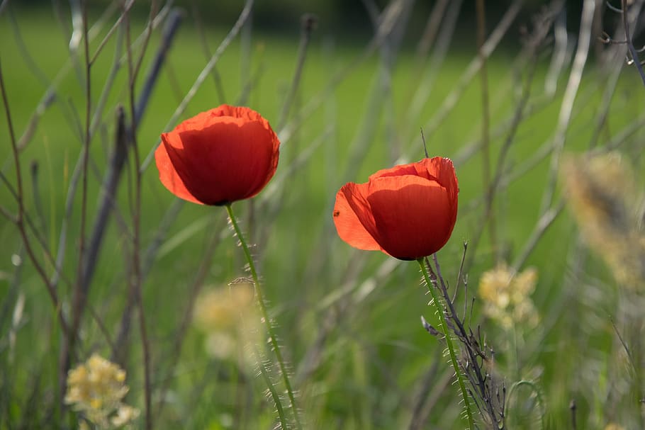 Poppy, Field, Spring, growth, nature, flower, beauty in nature HD wallpaper