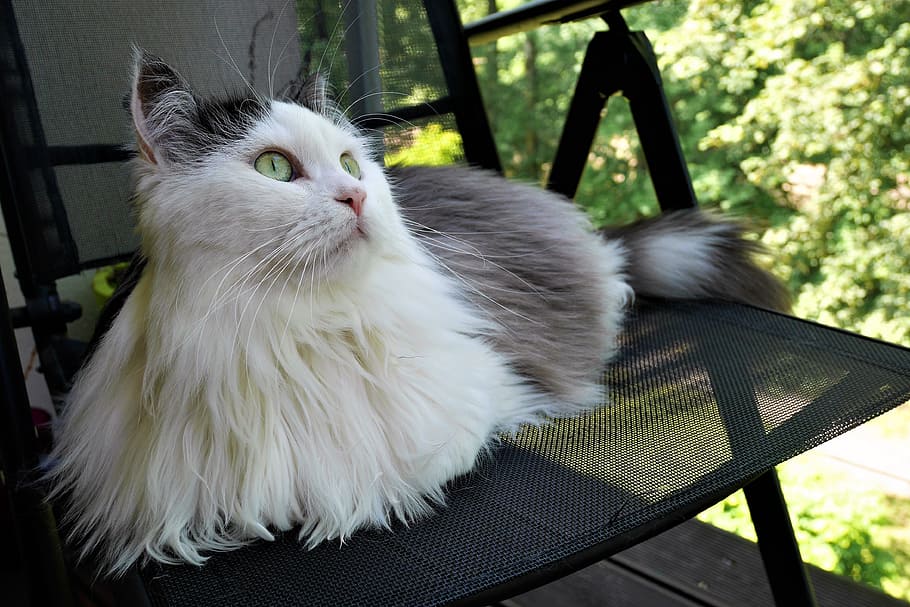 Siberian Cat, Observation, Note, pets, domestic cat, one animal HD wallpaper