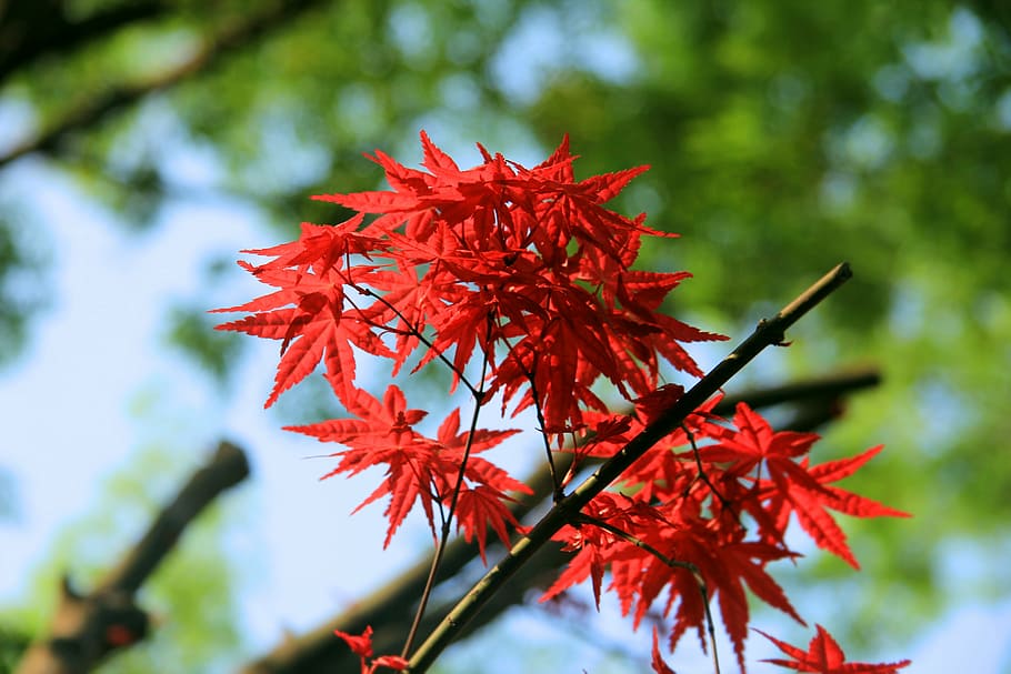 maple, the leaves, red, leaf, nature, autumn, tree, season HD wallpaper