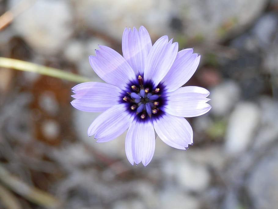flower, nature, spring, plant, petal, close-up, summer, beauty In Nature HD wallpaper
