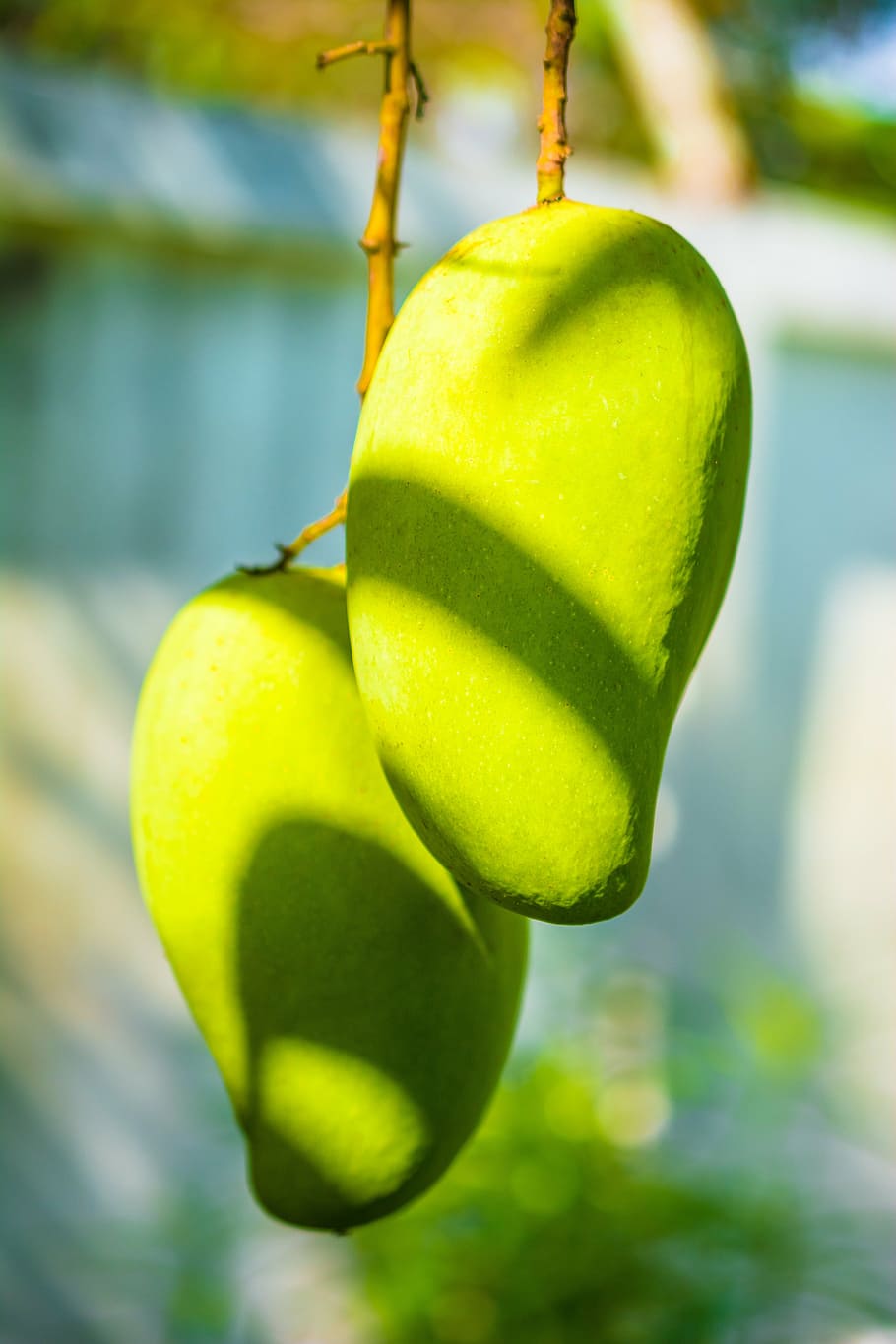 mango, mango tree, fruits, green mango, green color, focus on foreground, HD wallpaper