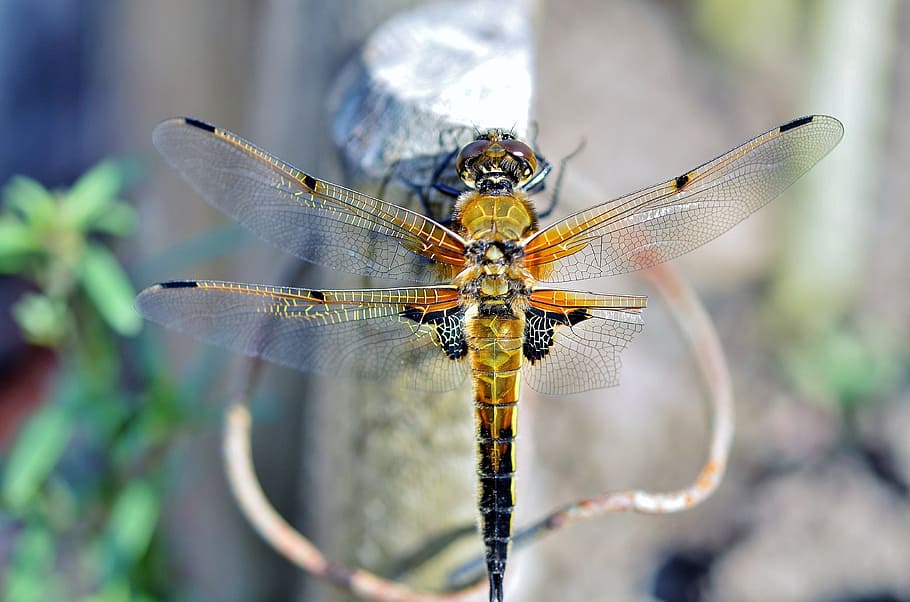 brown and black dragonfly in shallow focus photography, insect HD wallpaper