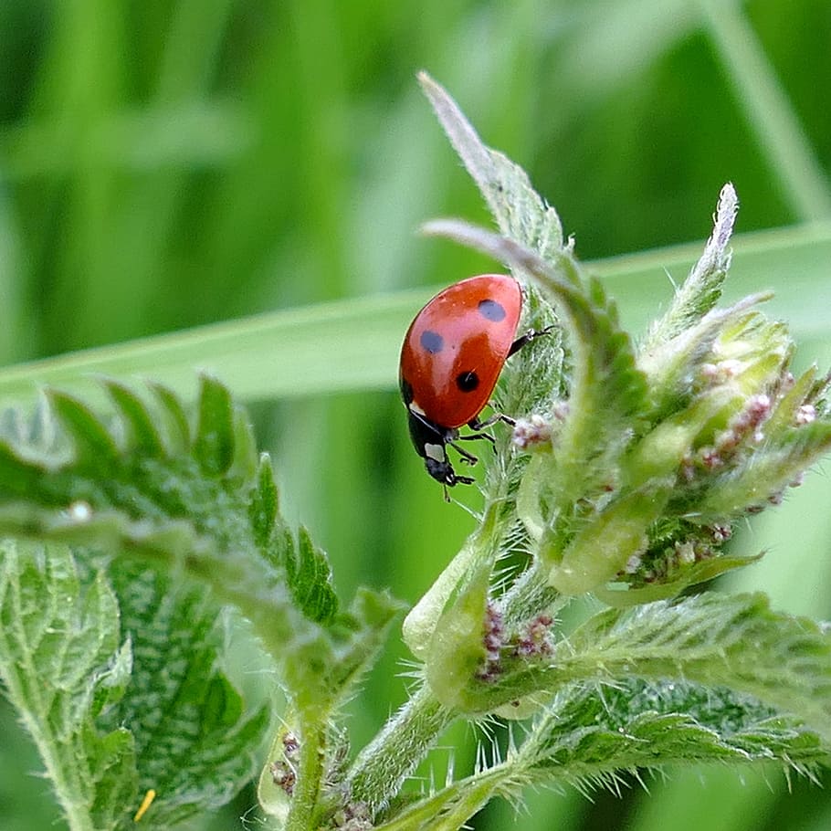 beetle, ladybug, stinging nettle, nature, meadow, invertebrate HD wallpaper