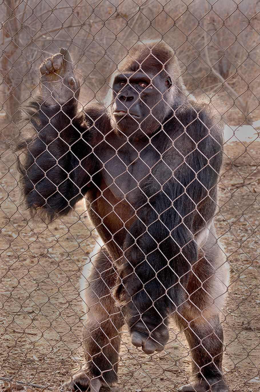 zoo, ape, monkey, gorilla, mammal, animal wildlife, no people HD wallpaper