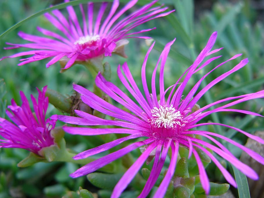 flower, violet, summer, nature, purple flowers, green, petals HD wallpaper