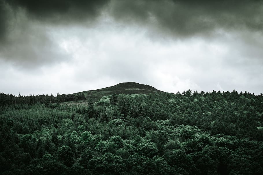 trees near hill under gray clouds, field of green grass, Peaking HD wallpaper