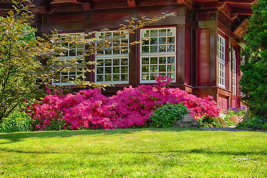 pink flowers beside a brown house at daytime, garden, park, home, HD wallpaper