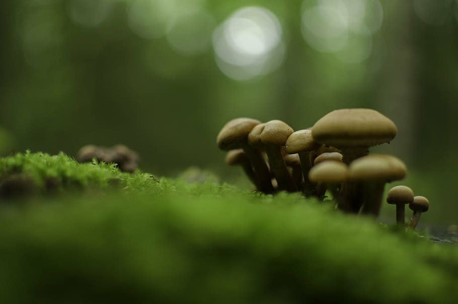 beige mushrooms on grass, forest, autumn, litter, trunk, nature, HD wallpaper
