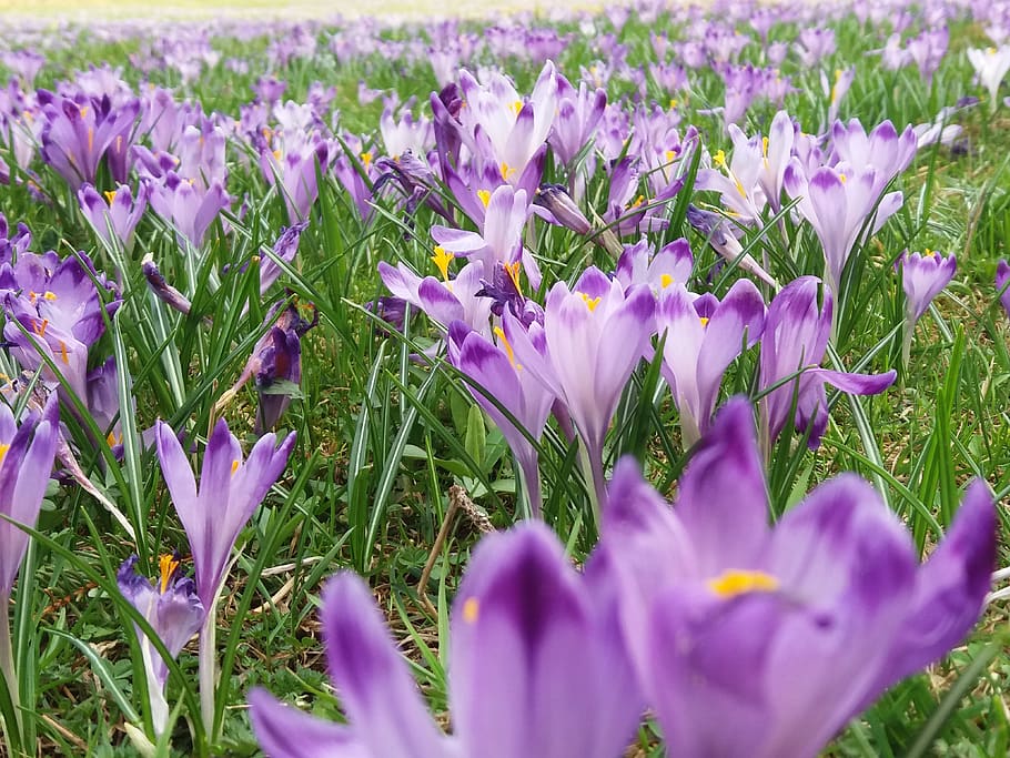 crocus, flower, nature, snow, flowering plant, freshness, beauty in nature HD wallpaper