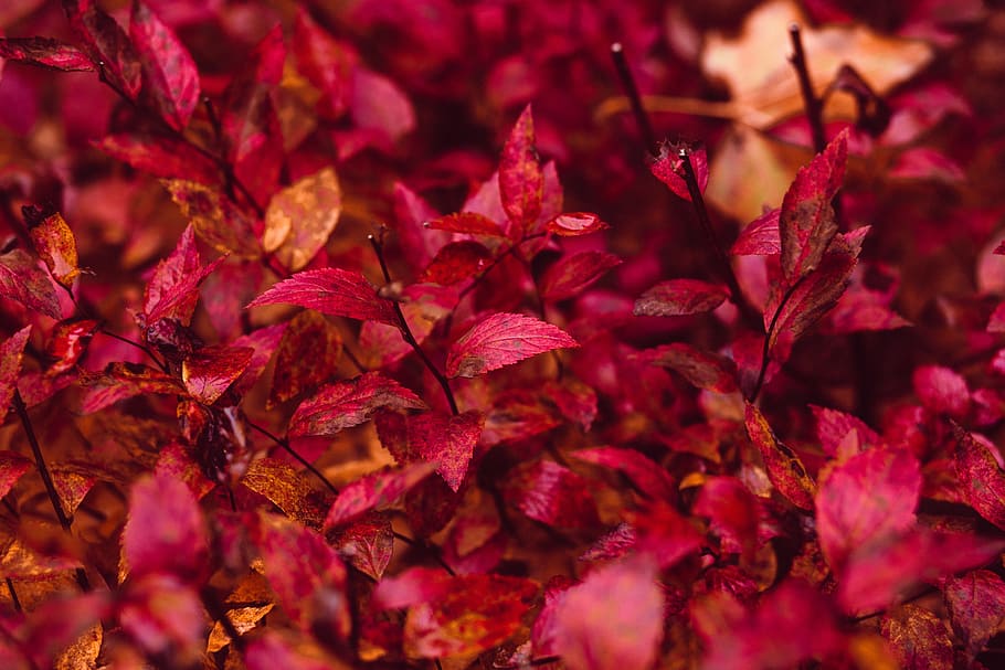 nature, abstract, autumn, background, bush, closeup, color