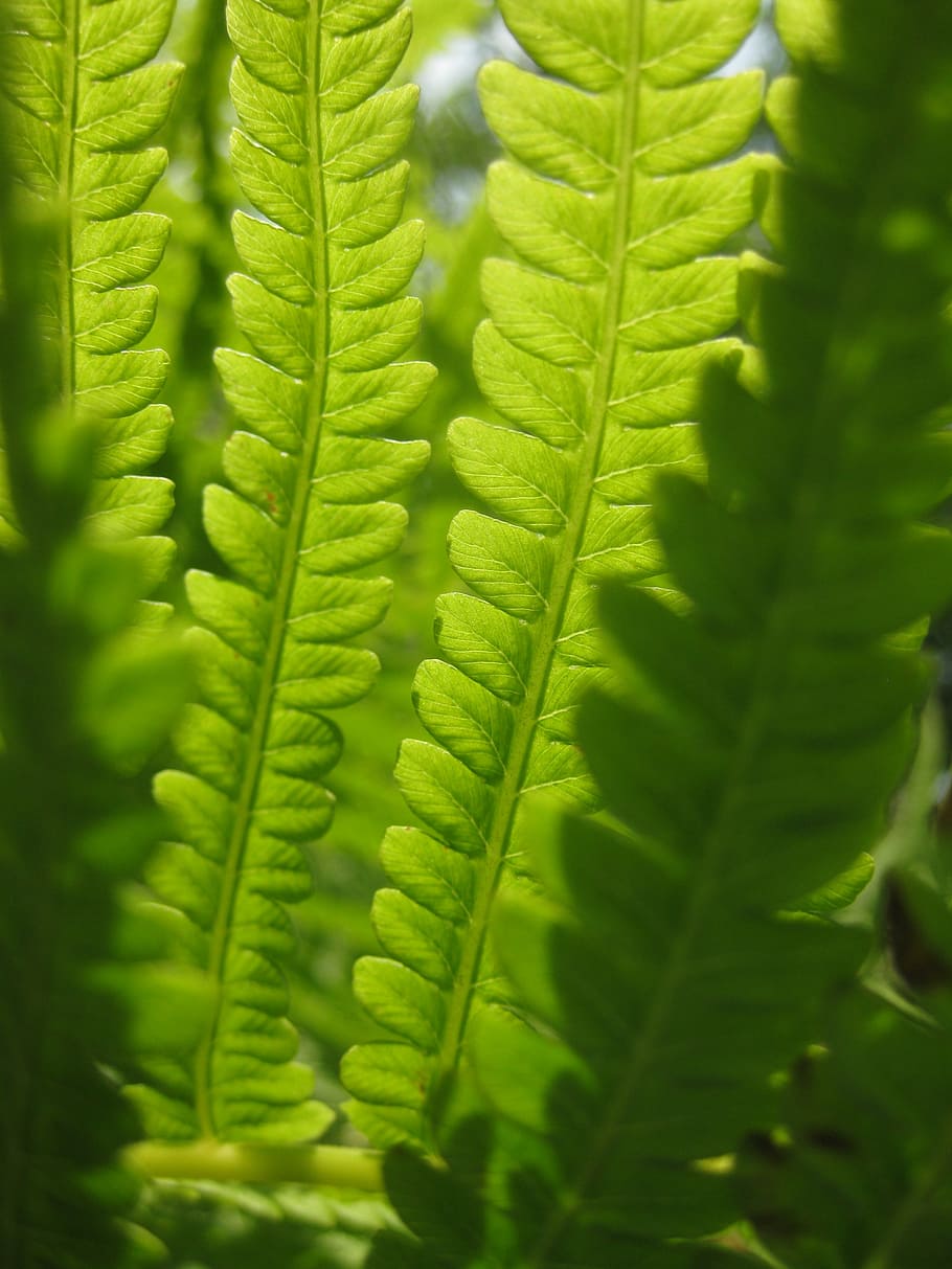 fern, green, leaves, leaf, summer, sun, bright, nature, close-up HD wallpaper