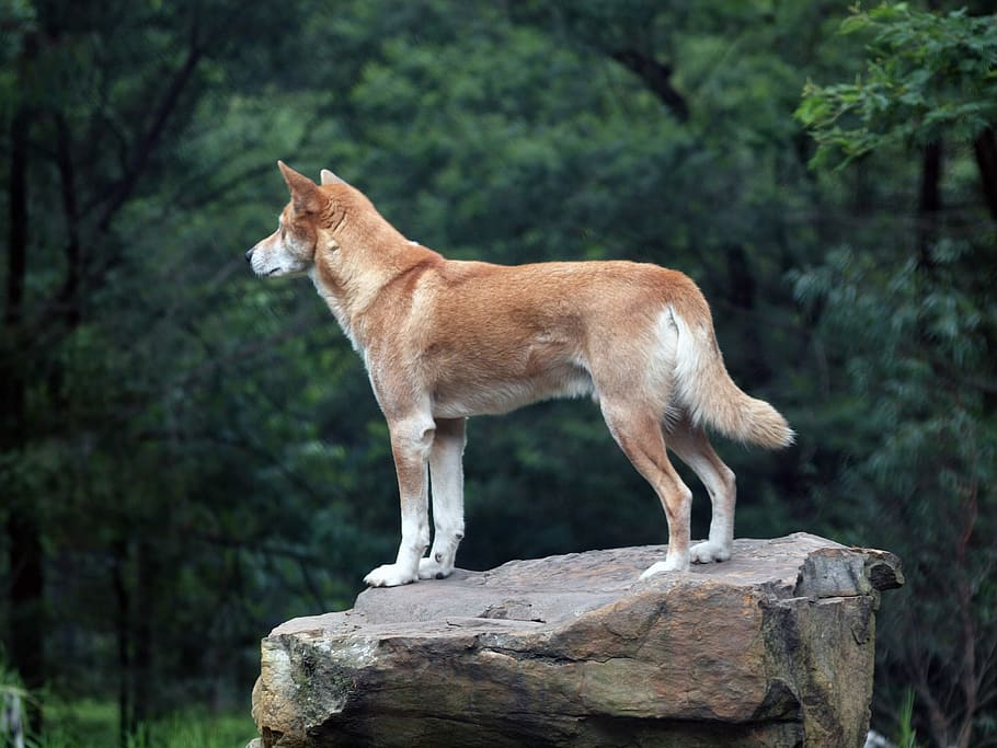 tan and white short-coated dog stands on rock formation near tall trees at daytime HD wallpaper