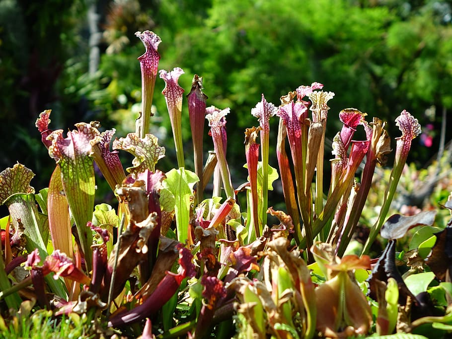 pitcher plant, pitfall traps, carnivorous, sunlight, nature HD wallpaper