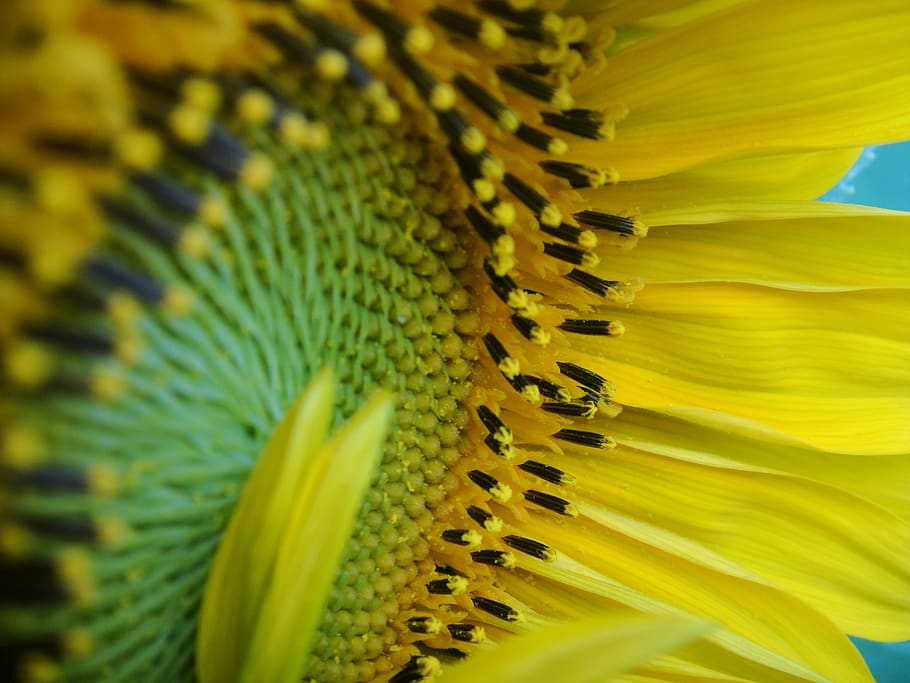 sunflower, pollen, yellow, plant, flowering plant, beauty in nature HD wallpaper