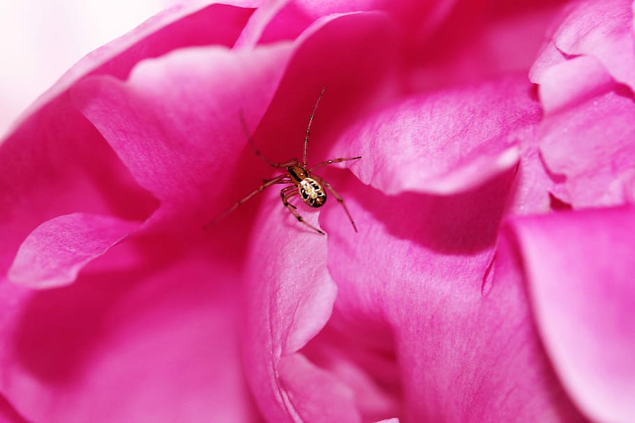 Peony, Spider, Nature, Close, Animals, insect, flower, blossom HD wallpaper