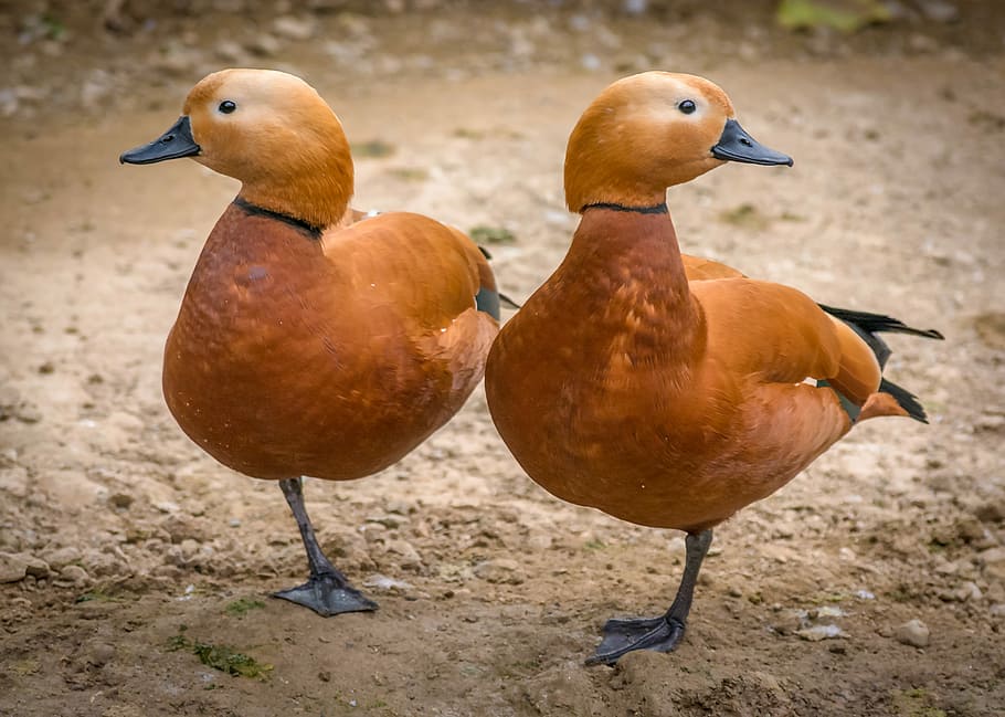 Funny Twins, two brown ducks, bird, pair, beach, dirt, animal themes HD wallpaper