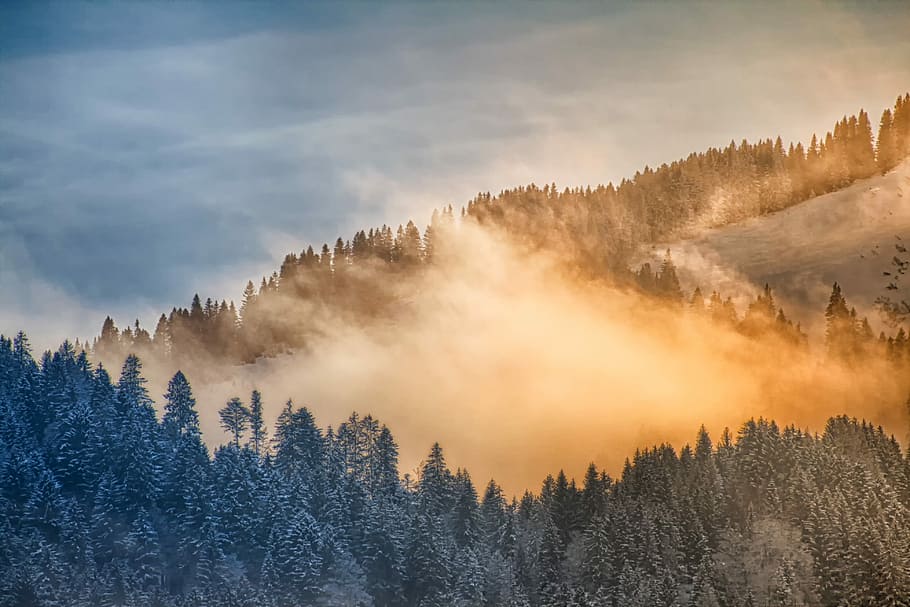 bird's-eye view of forest covered with fog, nature, landscape HD wallpaper