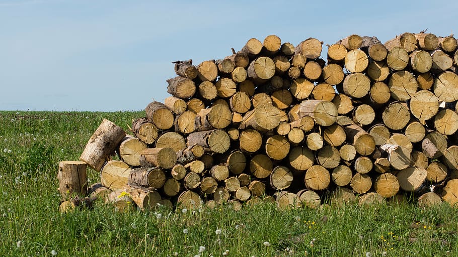 firewood, tree, billet, the sawed down, wood - Material, log HD wallpaper