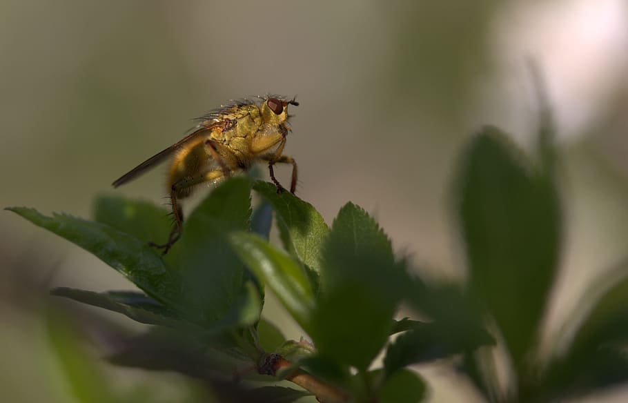 insecta, wet, residence, leaf, rest, animal, one animal, animal themes HD wallpaper