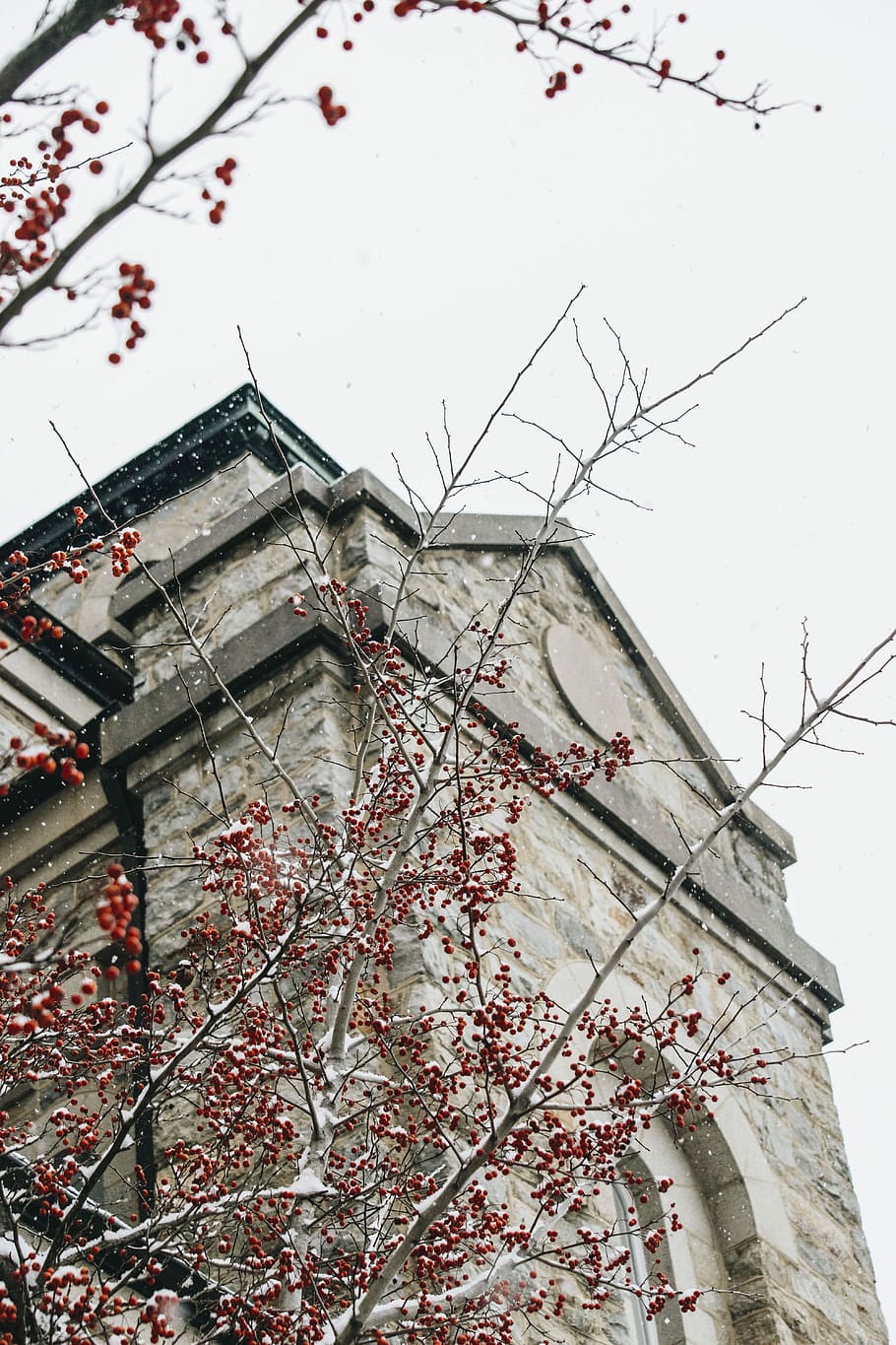 lowangle photo of gray concrete building, concrete building beside red fruits tree HD wallpaper