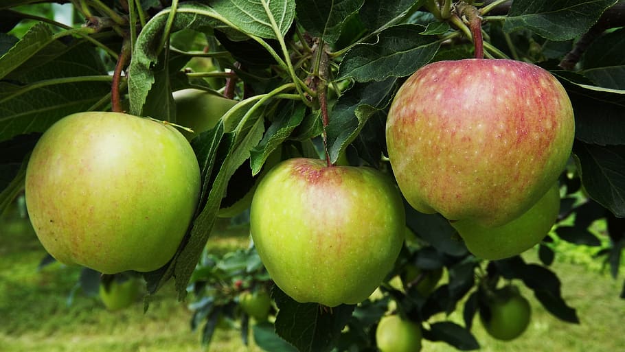 tree, apple, fruit, sad, healthy food, gardening, food and drink HD wallpaper