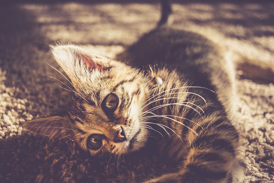 carpet, kitten, cat, animal, feline, animal themes, mammal HD wallpaper